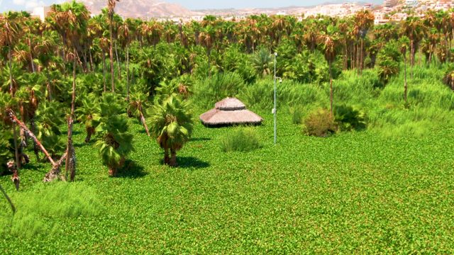 Swaying Palm Trees and Thatched Hut in Lush Field
