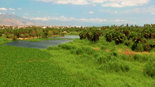 Lush Green Fields and a Calm Lake with Palm Trees