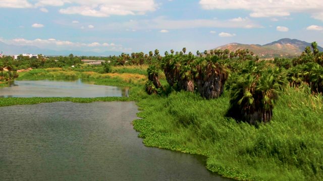 Lush Riverbank with Palm Trees and Distant Mountain