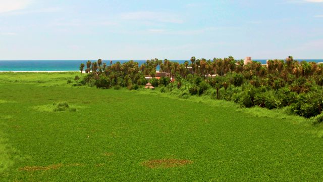 Lush Green Field and Ocean Coast From Aerial View