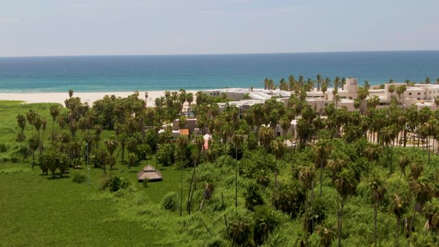 Coastal Landscape with Palm Trees and Beachfront Buildings