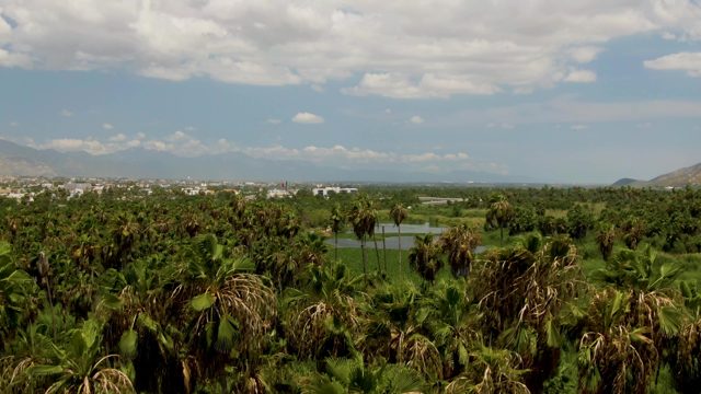 Palm Trees Swaying in a Valley with Distant Town
