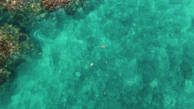 EL TULE LOS CABOS BCS MEXICO-2022: Small Fish in Clear Turquoise Ocean Water