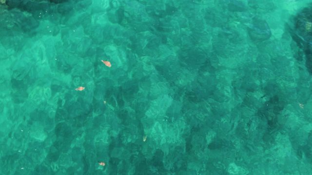 EL TULE LOS CABOS BCS MEXICO-2022: Floating Leaves in Clear Turquoise Water From Above