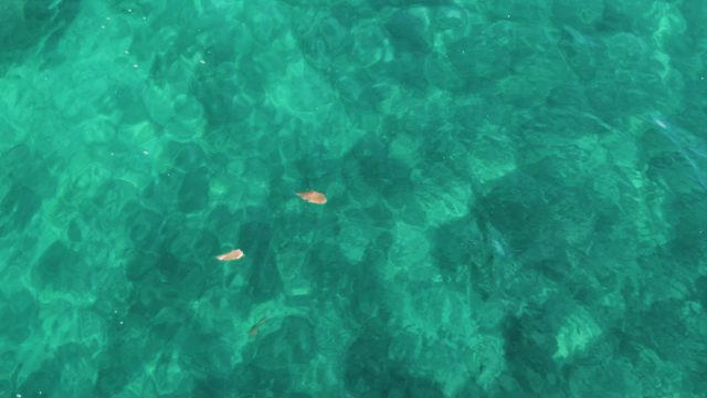 EL TULE LOS CABOS BCS MEXICO-2022: Small Fish Swimming in Clear Turquoise Water