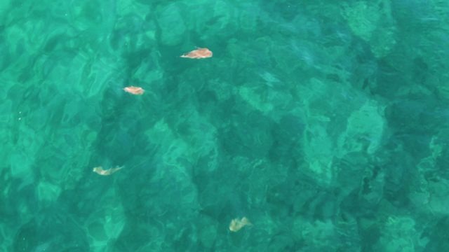 EL TULE LOS CABOS BCS MEXICO-2022: Small Fish Swimming in Clear Turquoise Water