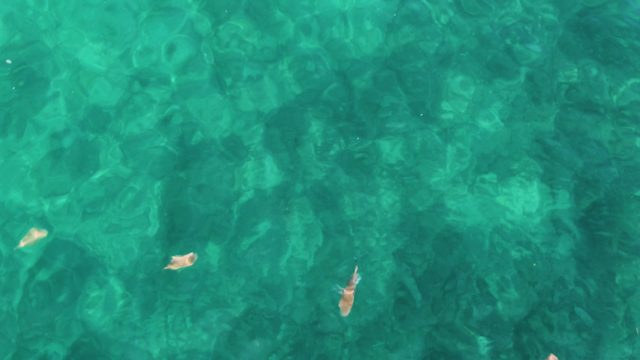 EL TULE LOS CABOS BCS MEXICO-2022: Overhead View of Fish in Clear Turquoise Water