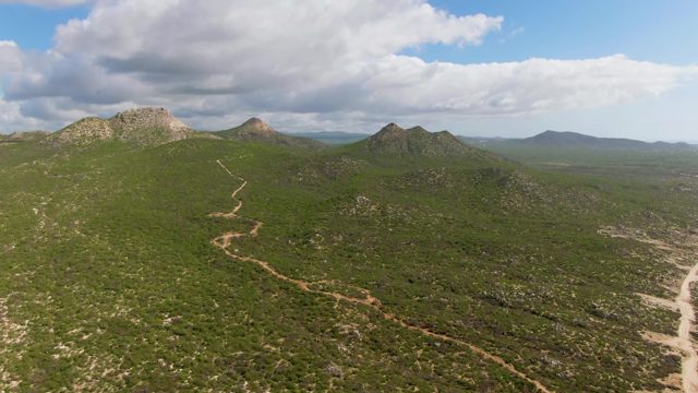 BUZZARDS EAST CAPE LOS CABOS BCS MEXICO-2022: Winding Dirt Path Through Lush Green Hills