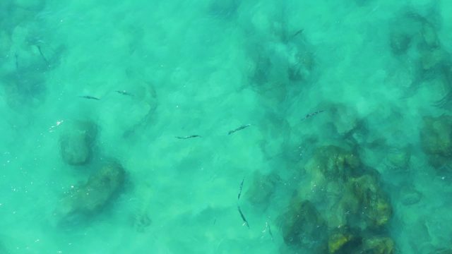 BUZZARDS EAST CAPE LOS CABOS BCS MEXICO-2022: Small Fish Swimming Over Rocky Seabed in Clear Water