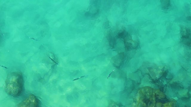 BUZZARDS EAST CAPE LOS CABOS BCS MEXICO-2022: Small Fish Swimming in Clear Turquoise Water