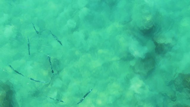 BUZZARDS EAST CAPE LOS CABOS BCS MEXICO-2022: Small Fish Swimming in Clear Turquoise Water