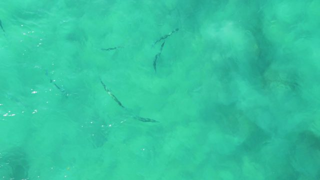 BUZZARDS EAST CAPE LOS CABOS BCS MEXICO-2022: Small Fish Swimming in Clear Turquoise Water
