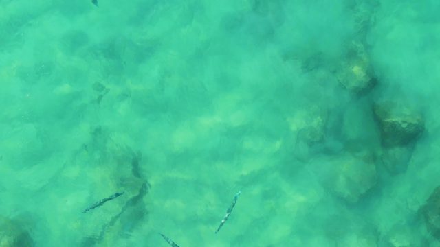 BUZZARDS EAST CAPE LOS CABOS BCS MEXICO-2022: Small Fish Swimming in Shallow Turquoise Water