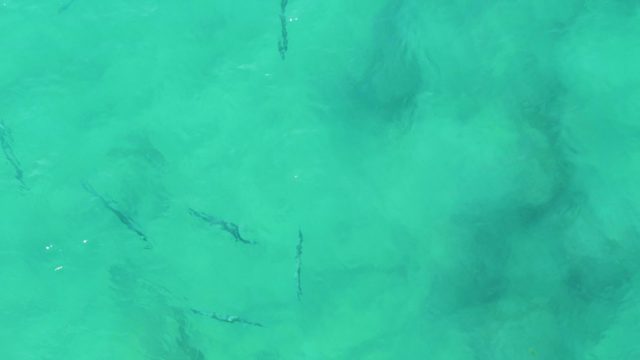 BUZZARDS EAST CAPE LOS CABOS BCS MEXICO-2022: Small Fish Swimming in Clear Turquoise Water