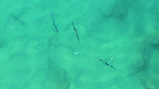 BUZZARDS EAST CAPE LOS CABOS BCS MEXICO-2022: Small Fish Swimming in Clear Turquoise Water