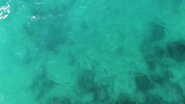 BUZZARDS EAST CAPE LOS CABOS BCS MEXICO-2022: Overhead View of Fish in Clear Turquoise Shallow Water