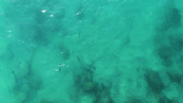 BUZZARDS EAST CAPE LOS CABOS BCS MEXICO-2022: Small Fish Swimming in Clear Turquoise Water