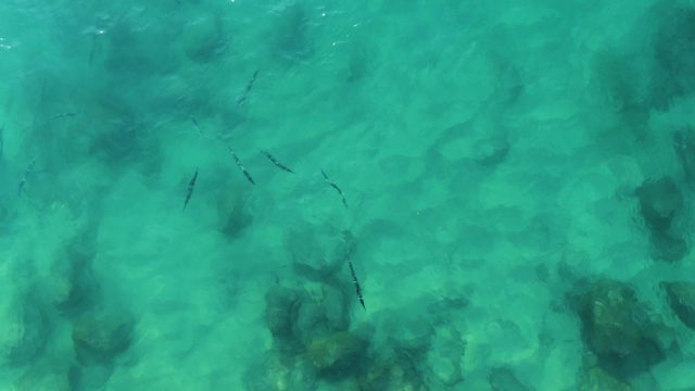 BUZZARDS EAST CAPE LOS CABOS BCS MEXICO-2022: Overhead View of Small Fish in Clear Turquoise Water