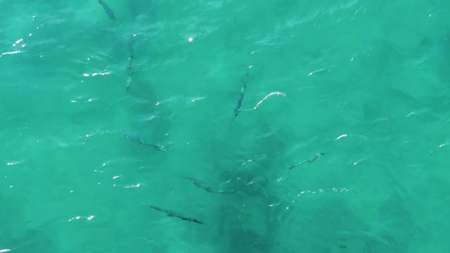 BUZZARDS EAST CAPE LOS CABOS BCS MEXICO-2022: Small Fish Darting in Shallow Turquoise Water