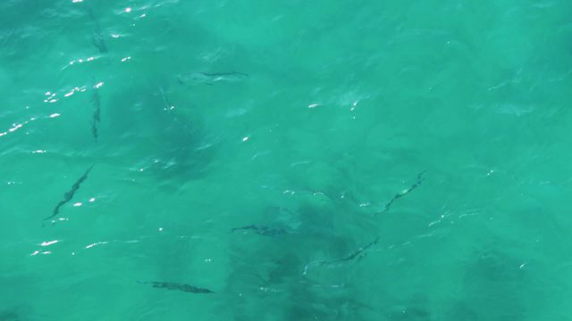 BUZZARDS EAST CAPE LOS CABOS BCS MEXICO-2022: Small Fish Darting in Shallow Turquoise Water