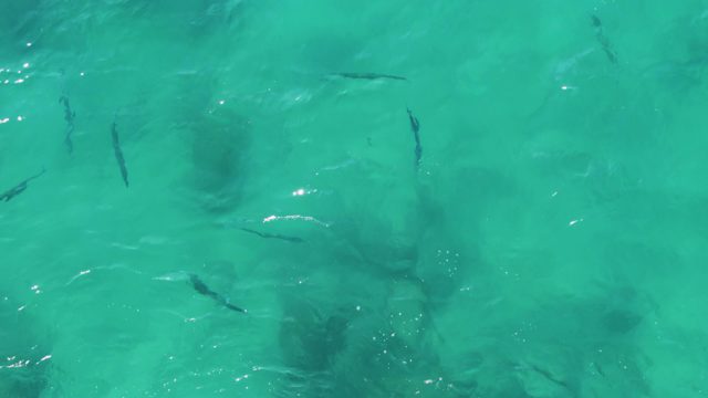 BUZZARDS EAST CAPE LOS CABOS BCS MEXICO-2022: Overhead View of Fish Swimming in Clear Turquoise Water