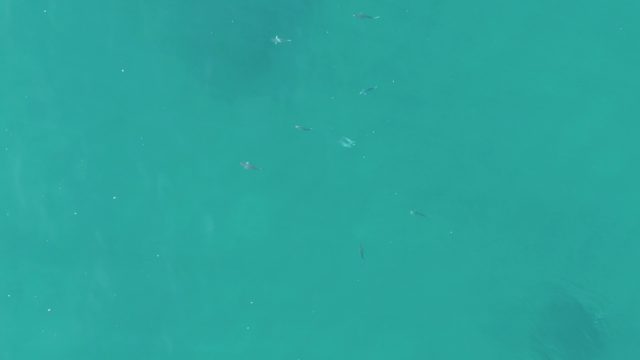 BUZZARDS EAST CAPE LOS CABOS BCS MEXICO-2022: Small Fish Swimming in Clear Turquoise Water