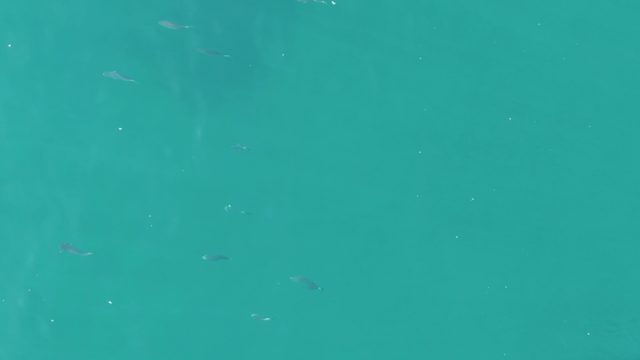 BUZZARDS EAST CAPE LOS CABOS BCS MEXICO-2022: Small Fish Swimming in Clear Turquoise Water