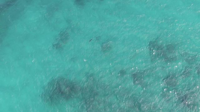 PLAYA EL ARBOLITO CABO PULMO BCS MEXICO-2022: Small Fish Swimming Through Clear Turquoise Ocean Water