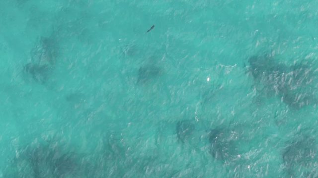 PLAYA EL ARBOLITO CABO PULMO BCS MEXICO-2022: Small Marine Creature Swimming in Turquoise Water