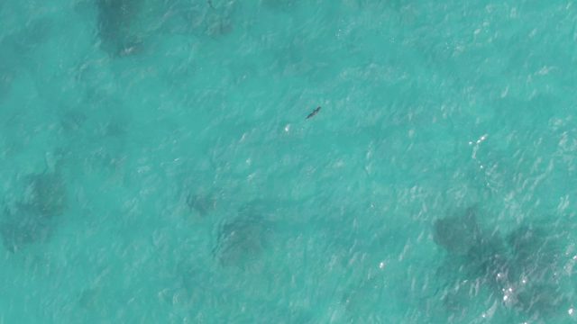 PLAYA EL ARBOLITO CABO PULMO BCS MEXICO-2022: Overhead View of Turquoise Ocean with Floating Object