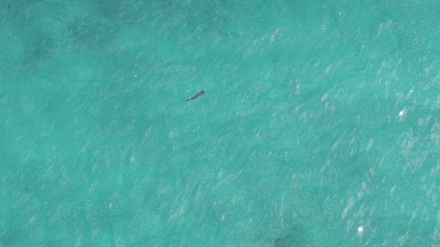 PLAYA EL ARBOLITO CABO PULMO BCS MEXICO-2022: Small Dark Object Moving in Clear Turquoise Water