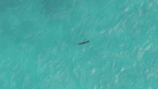 PLAYA EL ARBOLITO CABO PULMO BCS MEXICO-2022: Manta Ray Gliding Through Clear Turquoise Water
