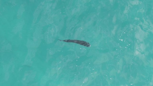 PLAYA EL ARBOLITO CABO PULMO BCS MEXICO-2022: Manta Ray Swimming in Clear Turquoise Water