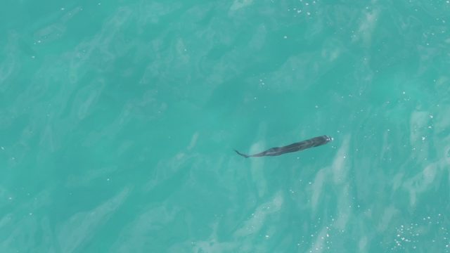PLAYA EL ARBOLITO CABO PULMO BCS MEXICO-2022: Stingray Swimming in Turquoise Ocean Water