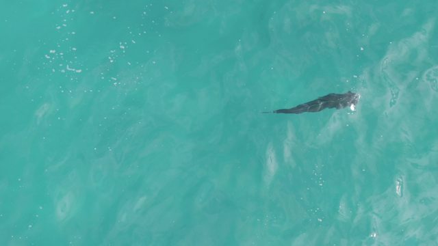 PLAYA EL ARBOLITO CABO PULMO BCS MEXICO-2022: A Small Fish Gliding Through Turquoise Water