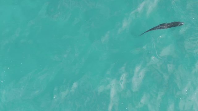 PLAYA EL ARBOLITO CABO PULMO BCS MEXICO-2022: Overhead View of a Fish Swimming in Turquoise Water