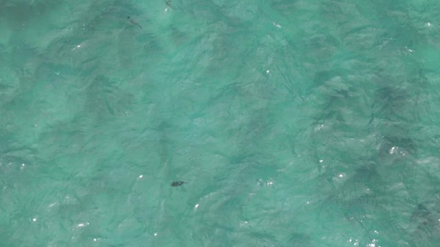 PLAYA EL ARBOLITO CABO PULMO BCS MEXICO-2022: Small Fish Swimming in Shallow Turquoise Ocean Water