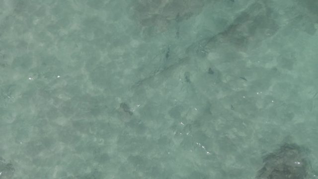 PLAYA EL ARBOLITO CABO PULMO BCS MEXICO-2022: Small Fish Swimming in Shallow Turquoise Water