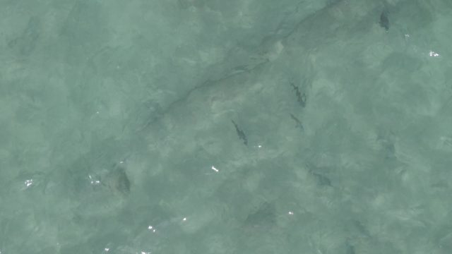 PLAYA EL ARBOLITO CABO PULMO BCS MEXICO-2022: Stingray Gliding in Shallow Turquoise Water