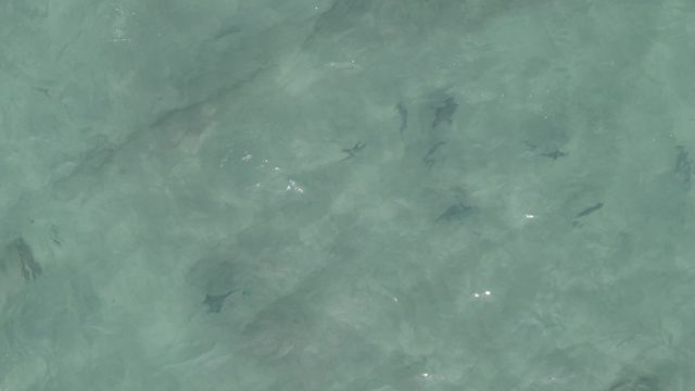 PLAYA EL ARBOLITO CABO PULMO BCS MEXICO-2022: Small Fish Swimming in Clear Shallow Water