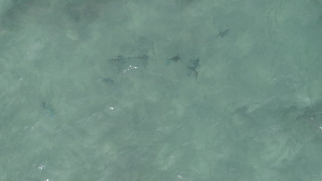 PLAYA EL ARBOLITO CABO PULMO BCS MEXICO-2022: Small Fish Swimming in Clear Shallow Water