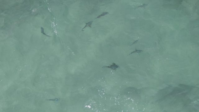 PLAYA EL ARBOLITO CABO PULMO BCS MEXICO-2022: Fish Swimming in Clear Shallow Ocean Water