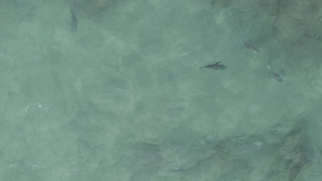 PLAYA EL ARBOLITO CABO PULMO BCS MEXICO-2022: Small Fish Swimming in Clear Shallow Water