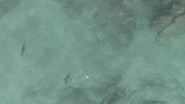 PLAYA EL ARBOLITO CABO PULMO BCS MEXICO-2022: Fish Swimming in Clear Shallow Water