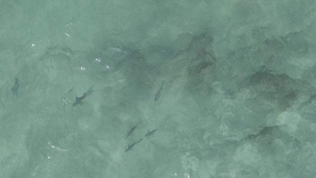PLAYA EL ARBOLITO CABO PULMO BCS MEXICO-2022: Fish Swimming in Shallow Clear Ocean Water
