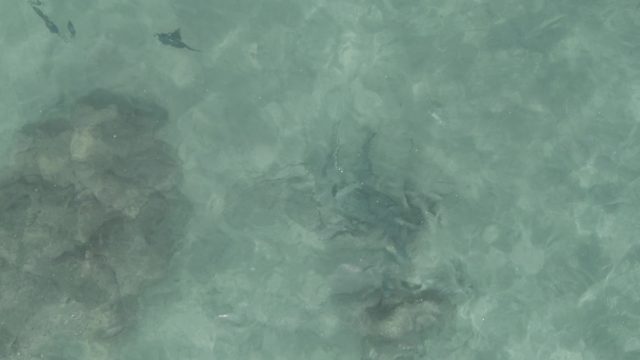 PLAYA EL ARBOLITO CABO PULMO BCS MEXICO-2022: Fish Swimming in Shallow Clear Ocean Water