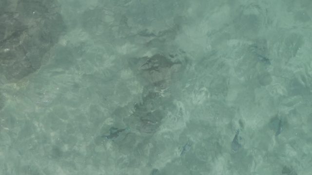 PLAYA EL ARBOLITO CABO PULMO BCS MEXICO-2022: Small Fish Swimming in Clear Shallow Water Over Rocks