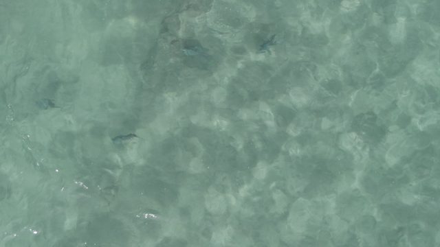 PLAYA EL ARBOLITO CABO PULMO BCS MEXICO-2022: Small Fish Swimming in Shallow Clear Water