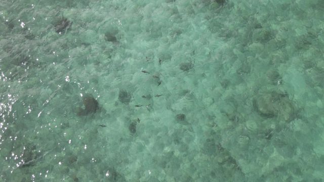 PLAYA EL ARBOLITO CABO PULMO BCS MEXICO-2022: Shallow Clear Water with Swimming Fish and Rocky Seabed