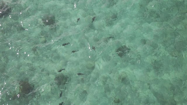 PLAYA EL ARBOLITO CABO PULMO BCS MEXICO-2022: Small Fish Swimming in Clear Turquoise Shallow Water